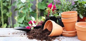 Read more about the article How to Build a Balcony Garden on a Shoestring Budget