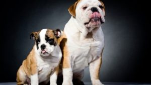 Read more about the article Which Dog Breed Is Right For You?