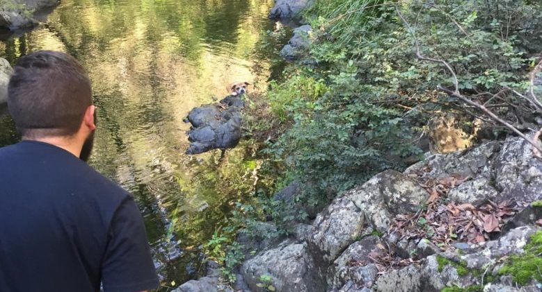 You are currently viewing Three Hikers Rescue A Sunken Pup From An Australian Creek