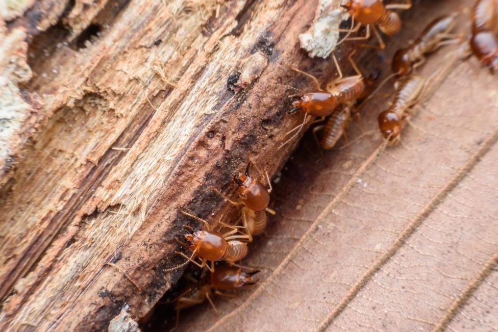 Read more about the article Everything Termites